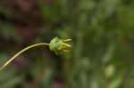 Kidneyleaf rosinweed